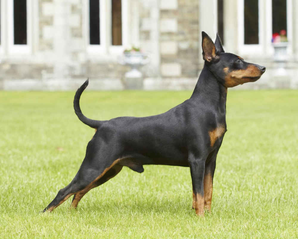 Miniature Pinscher (Dwarf Pinscher)
