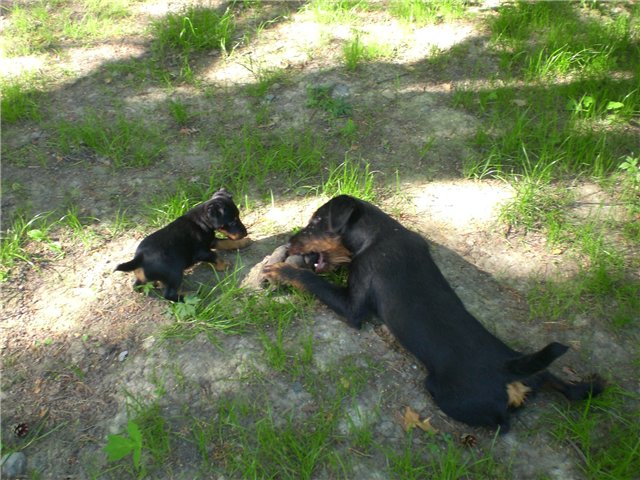 German hunting terrier