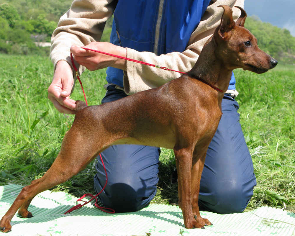 Miniature Pinscher (Dwarf Pinscher)