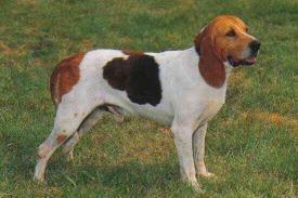 Artois Hound
