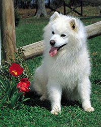 Spitz Japanese