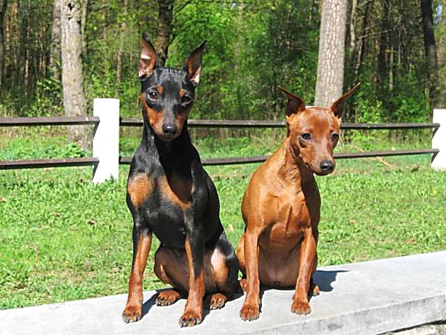 Miniature Pinscher (Dwarf Pinscher)