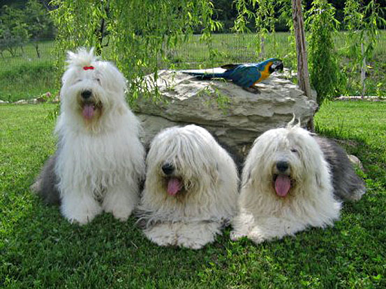 Bobtail