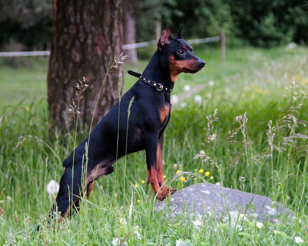Miniature Pinscher (Dwarf Pinscher)