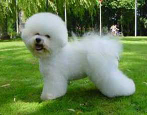Bichon Frize