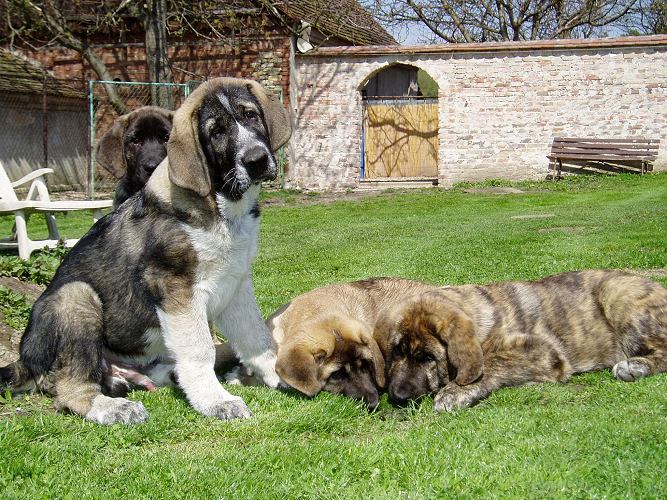 Spanish Mastiff