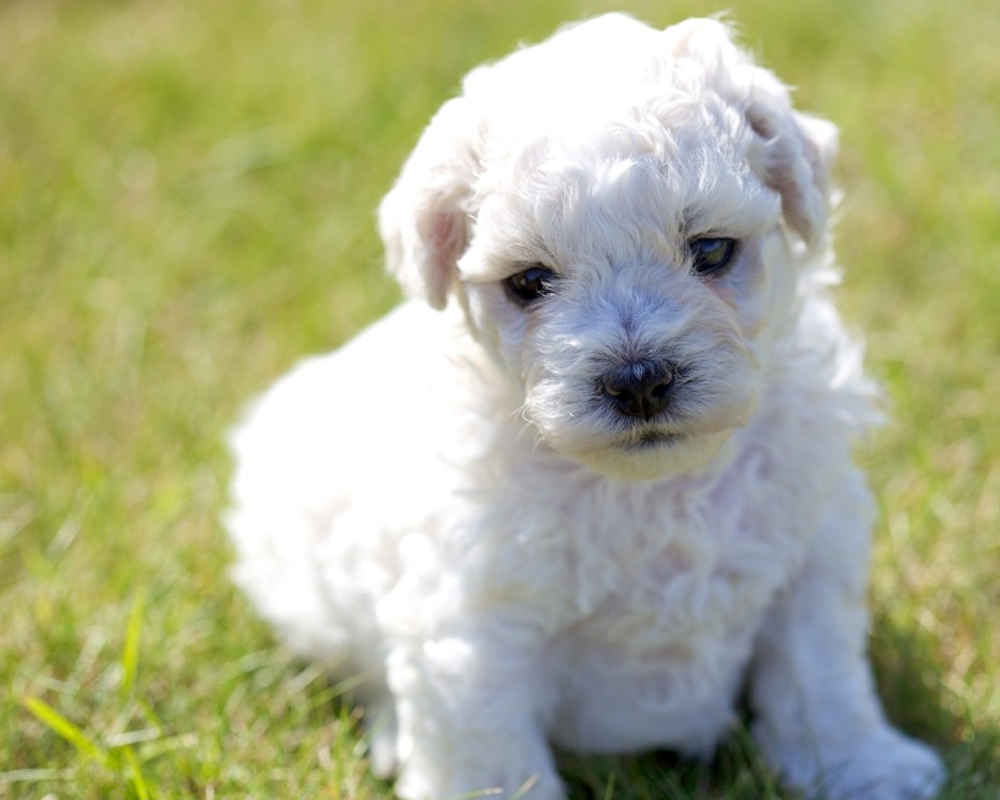 Bichon Frize