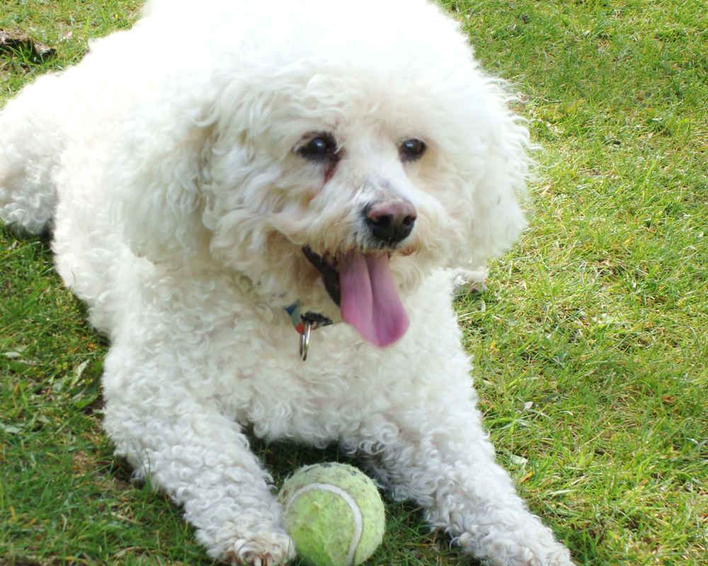Bichon Frize