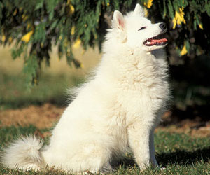 Spitz Japanese