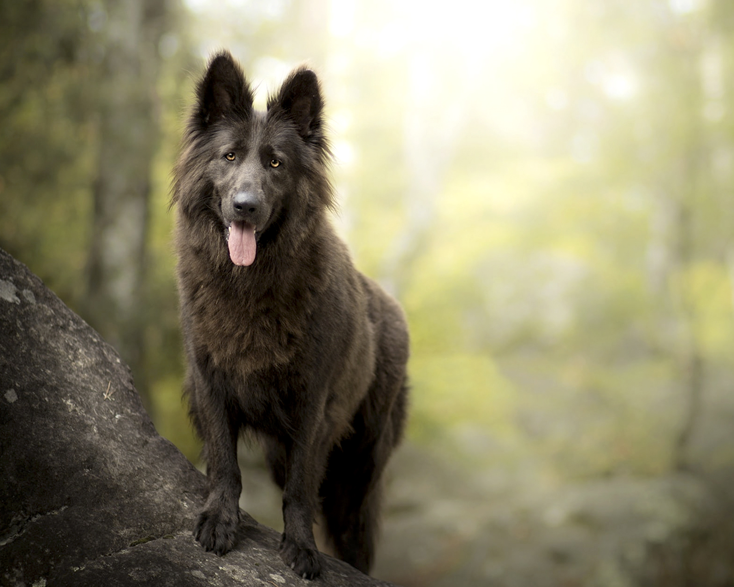 Groenendael (Belgian Shepherd Dog)