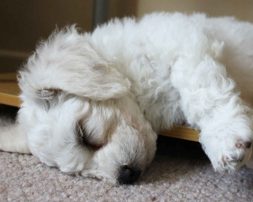 Bichon Frize