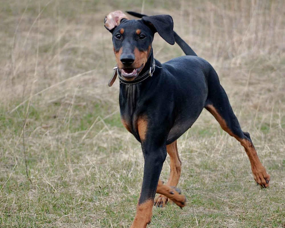 German Pinscher