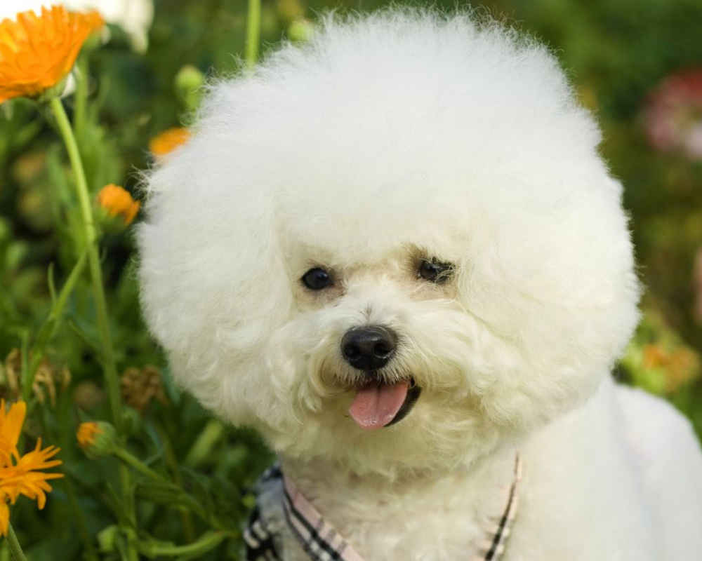 Bichon Frize