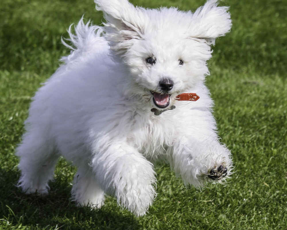 Bichon Frize