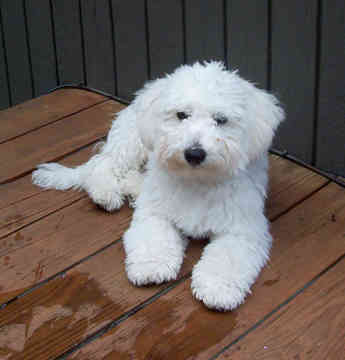 Bichon Frize