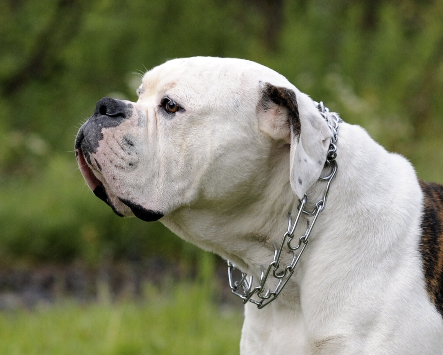 American bulldog