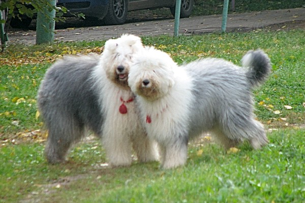 Bobtail