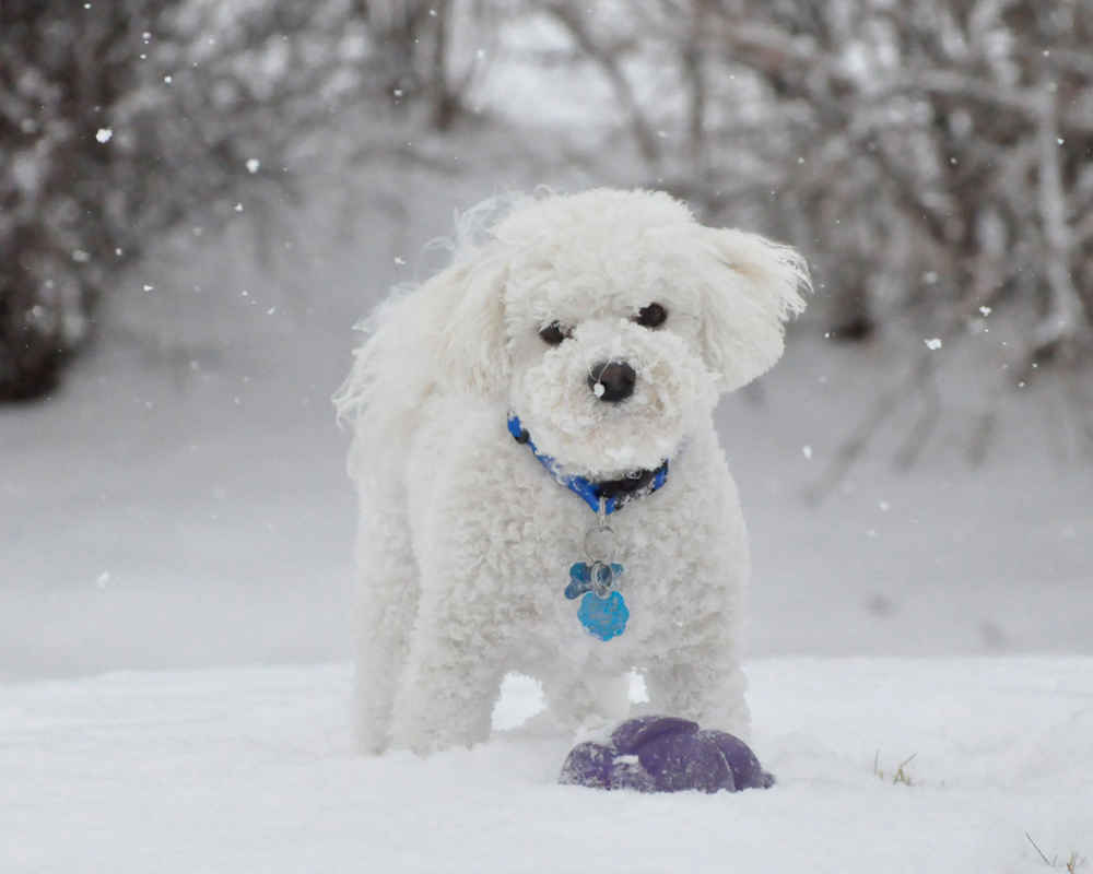 Bichon Frize
