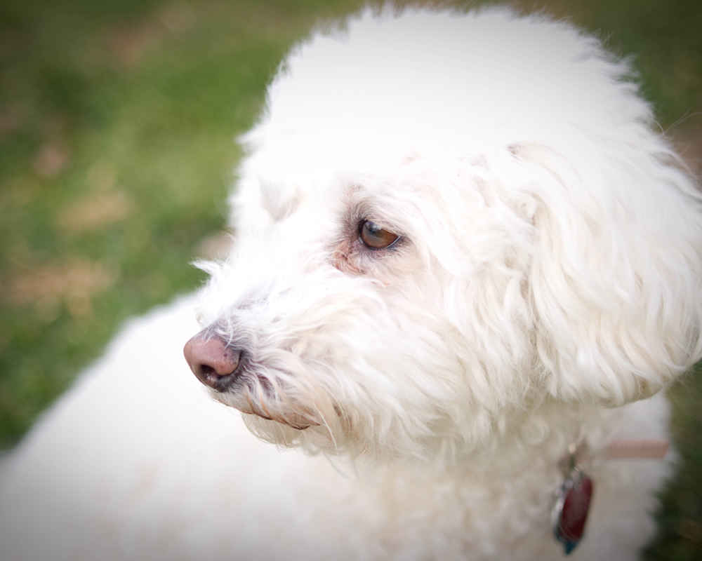 Bichon Frize