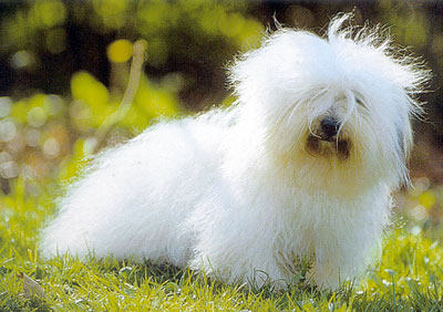 Bichon Frize