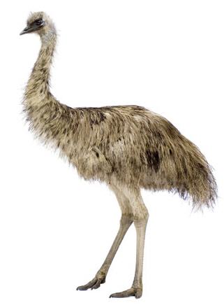 emu