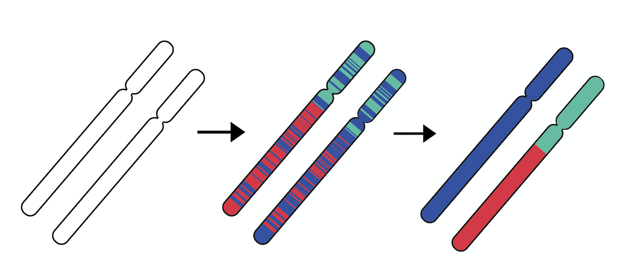 Local Ancestry for Phasing Error Correction
