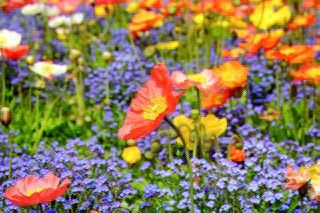 poppy nearest neighbour