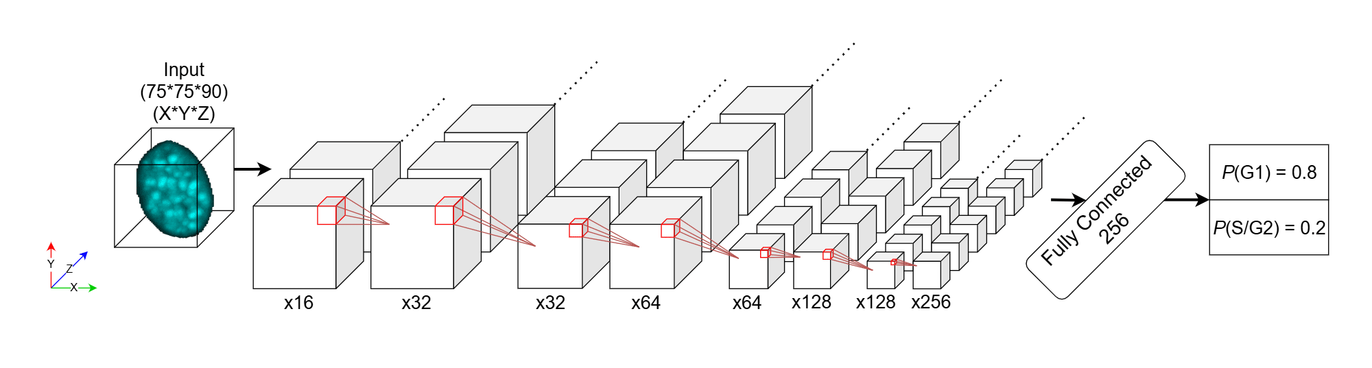 CellCycleNet Diagram