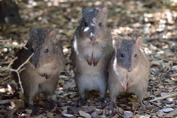 potoroo