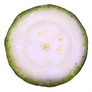 courgette