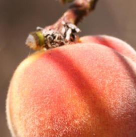 Peach Fuzz