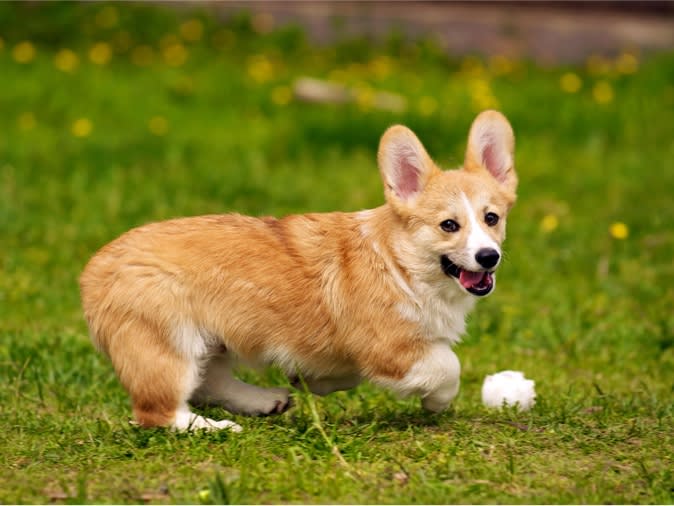 corgi