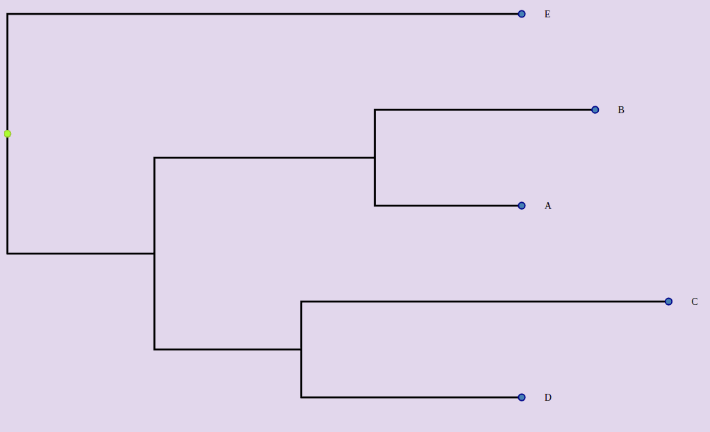 Phylogram