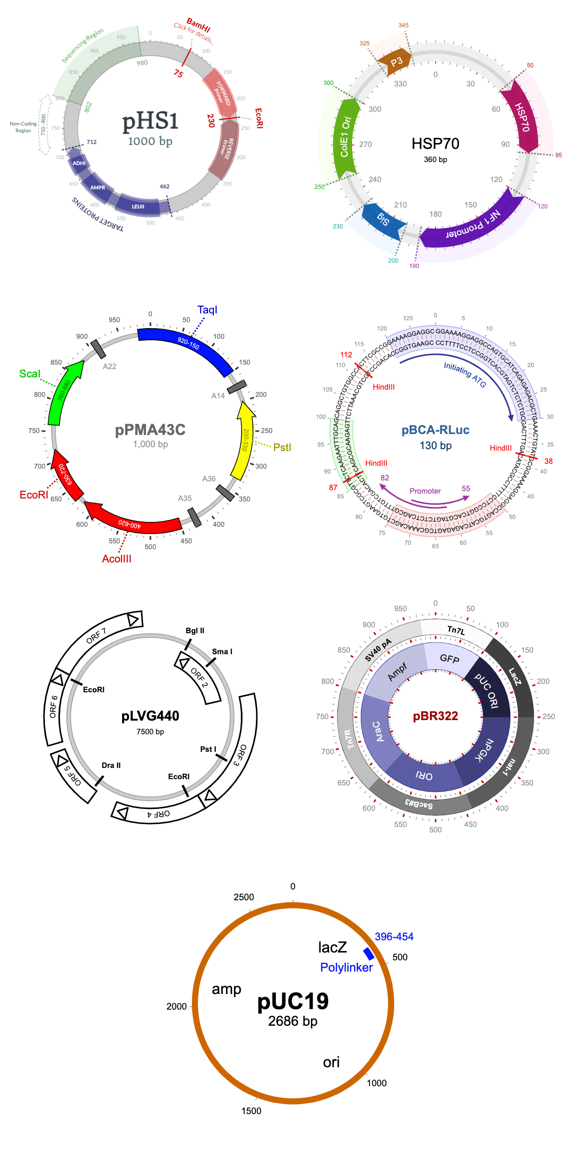 Plasmid DEMO