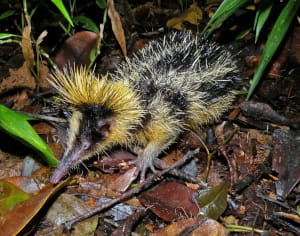 Tenrec