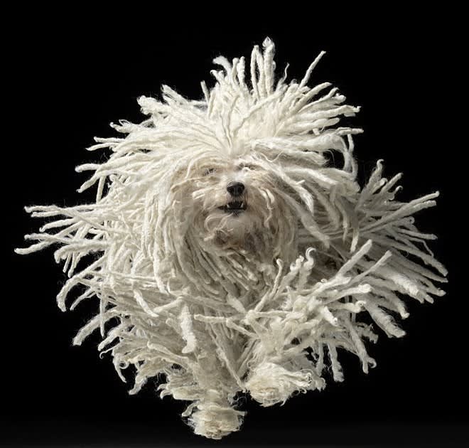 komondor