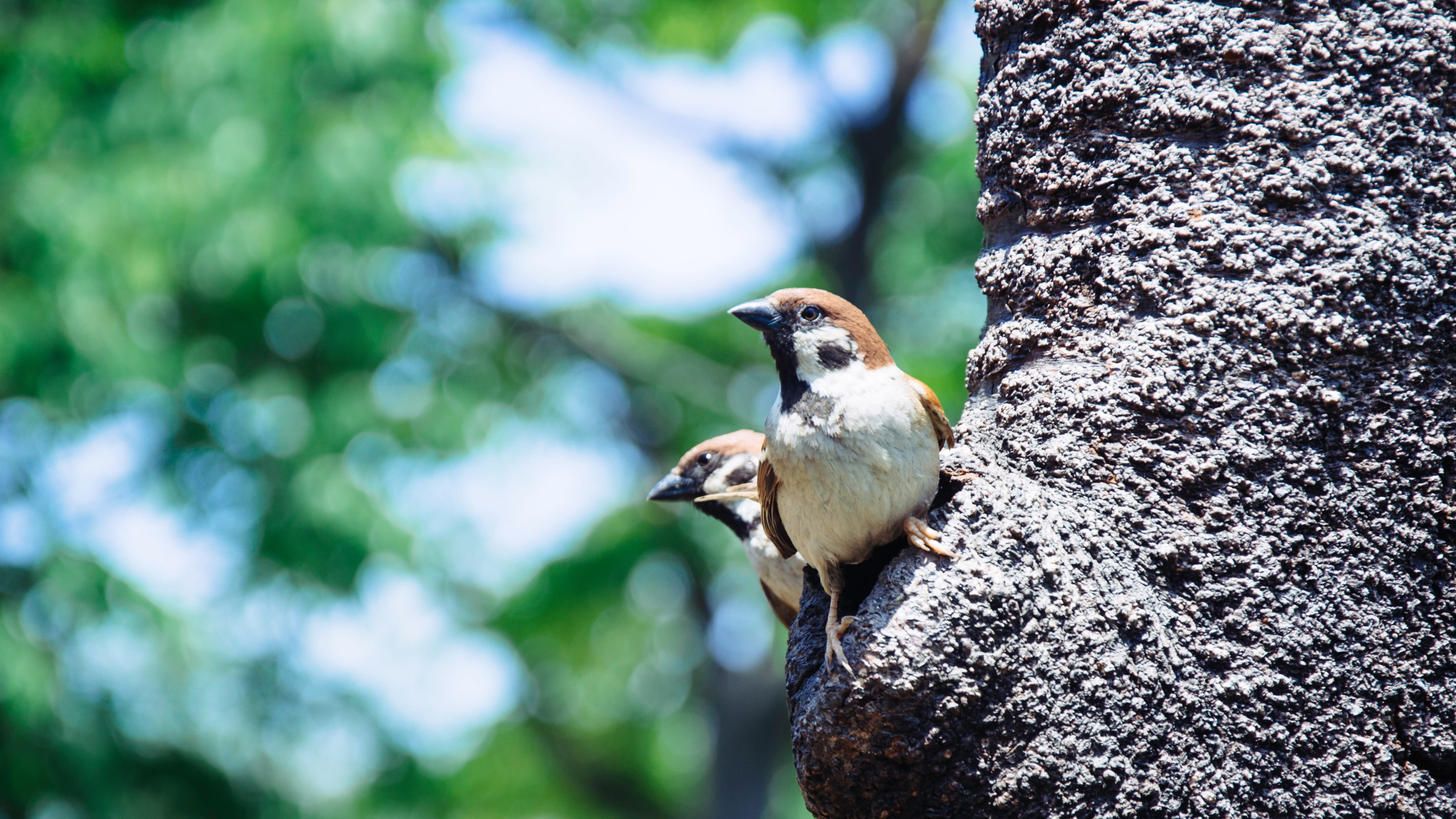 Cover image for PostCSS Sparrow