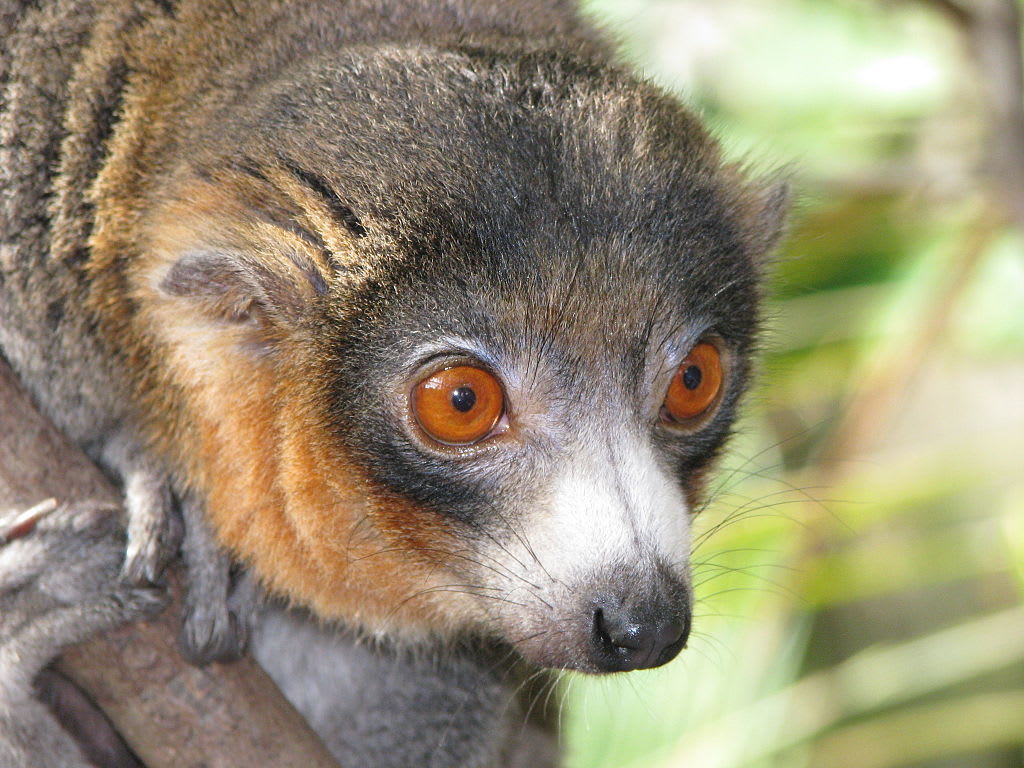 lemur