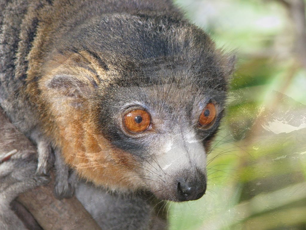 80% lemur