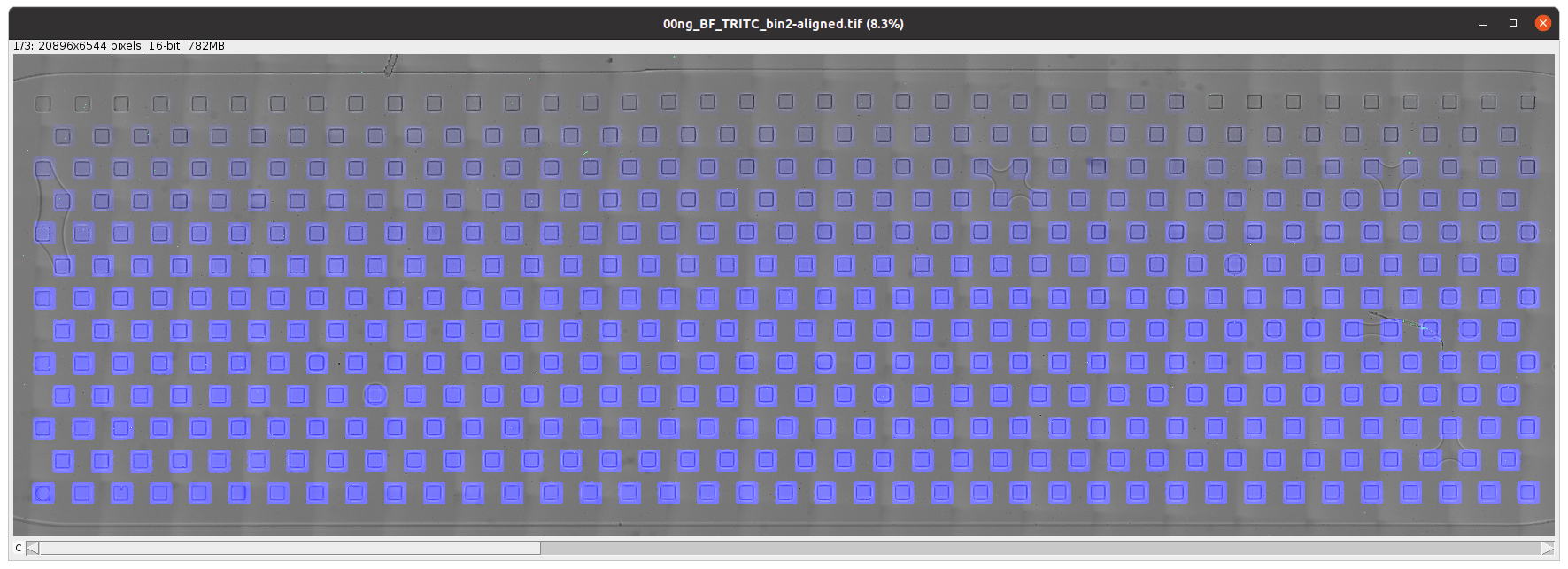 Screenshot of 00ng_BF_TRITC_bin2-aligned.tif