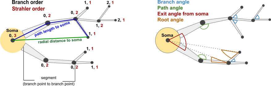 Morphometric statistics that can be queried.