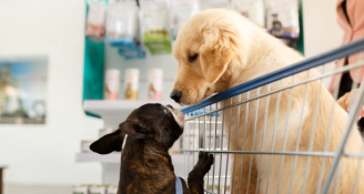 Job image for אוהבים/ות חיות? הצטרפו אלינו בתנאים מדהימים!!