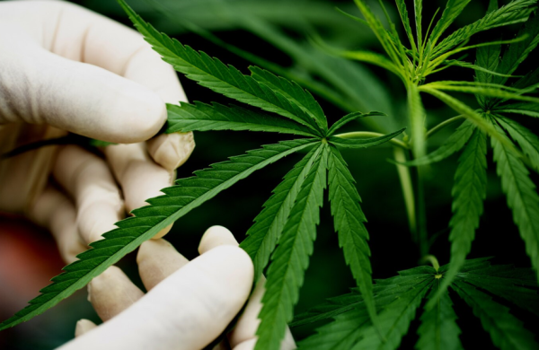 נציג/ת מכירות טלפוני – מוקד קנאביס רפואי 🌿