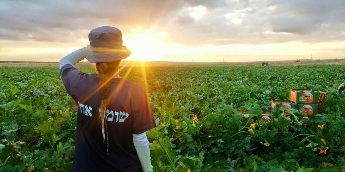 עבודה מועדפת ברמת הגולן - תנאים מצוינים!