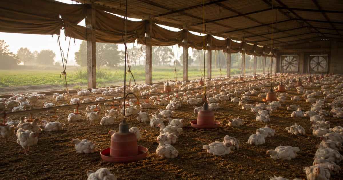 Punjab ke broiler shed ka andaruni manzar - side curtains ooper lipte hue, door fans, aur litter par barabar phaili murghiyan