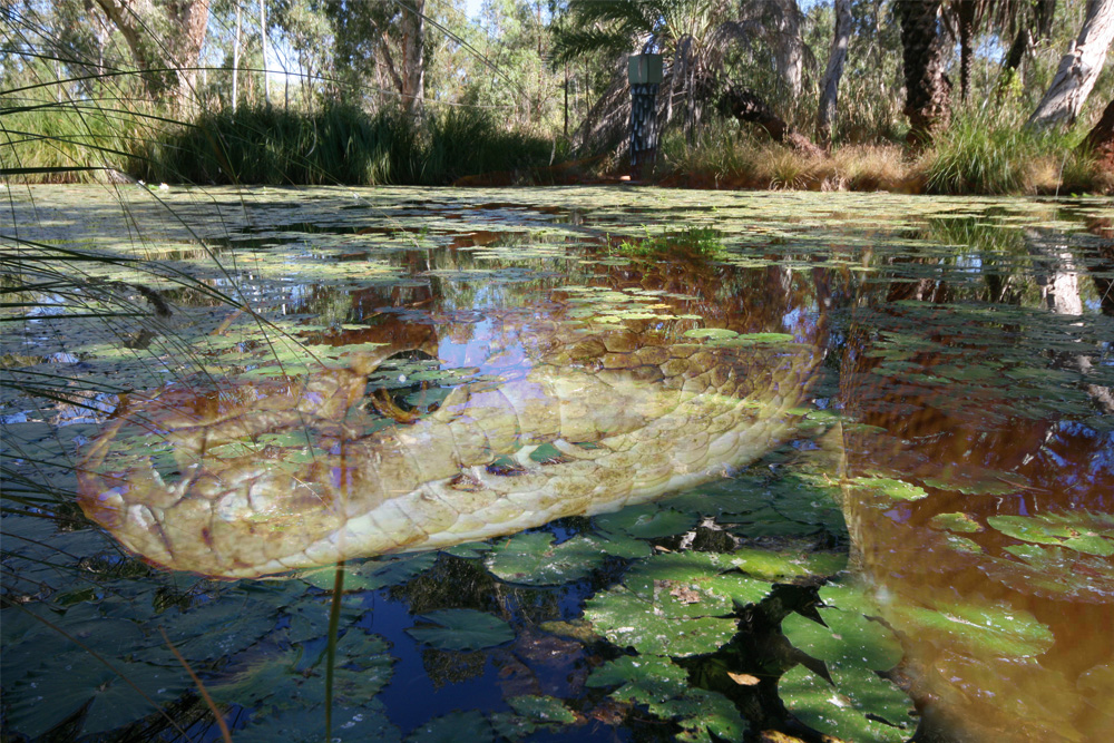 Serpent Pool