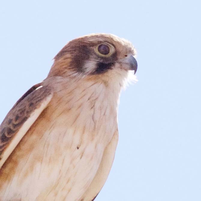 Bird of Prey