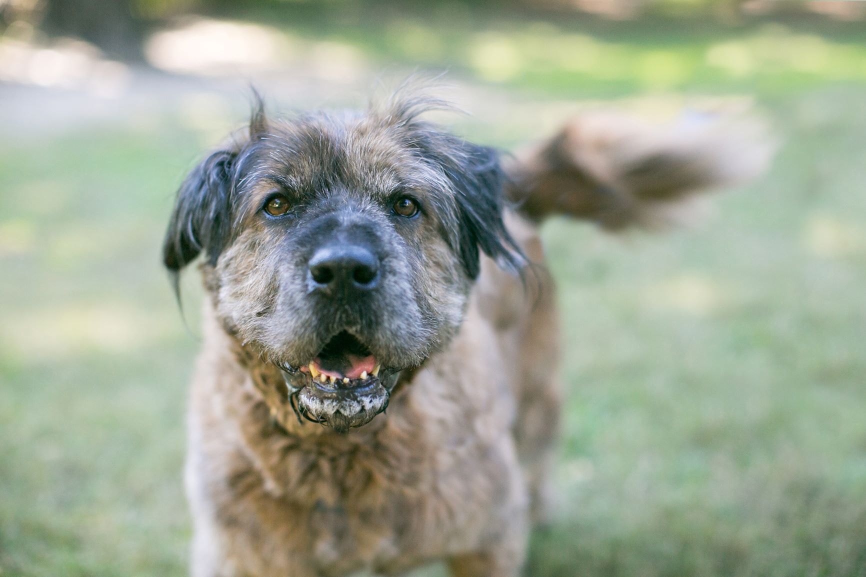 McGruff, in-house Bramble influencer