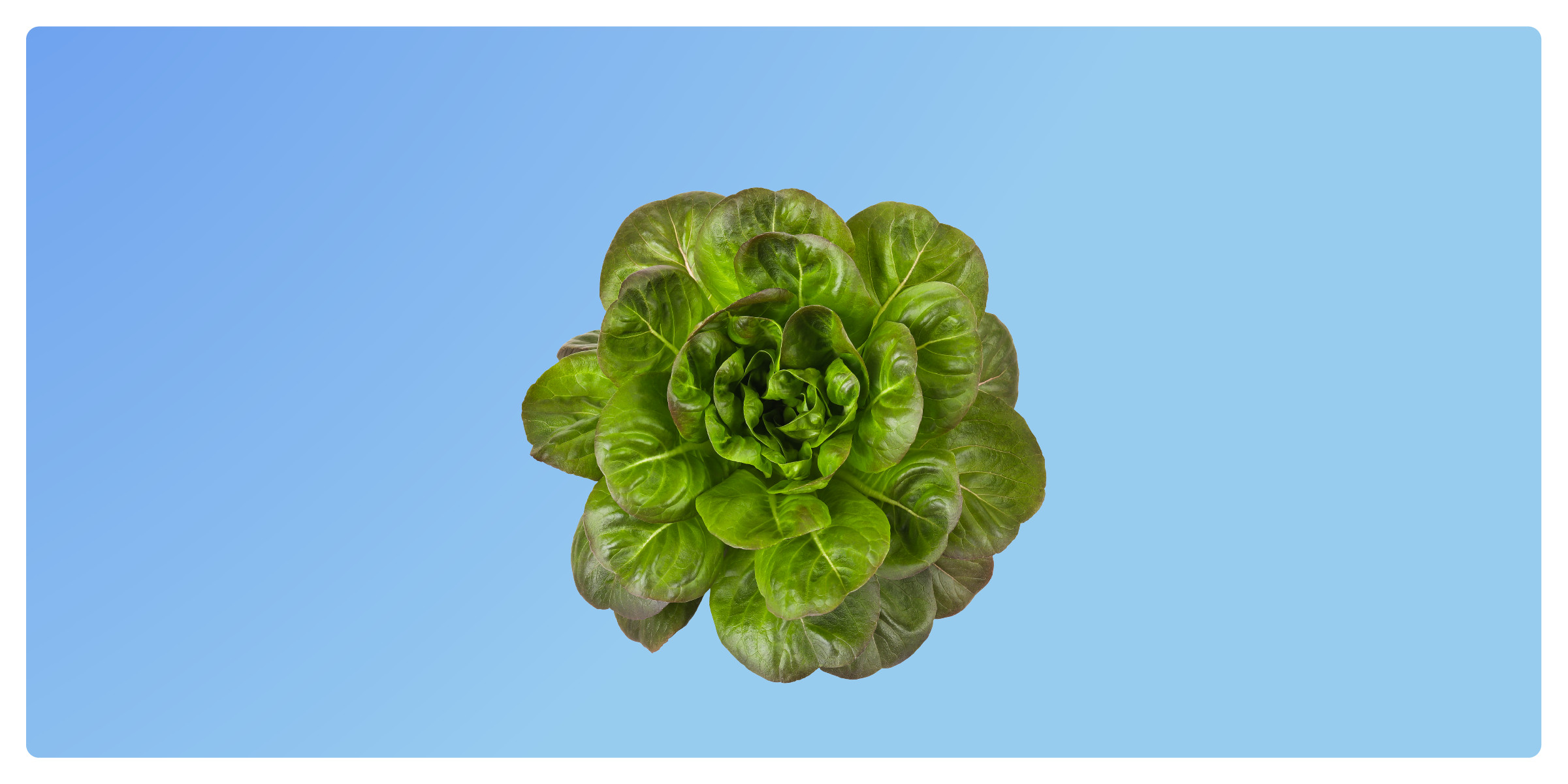 Purple Butterhead - Aquaponic Produce