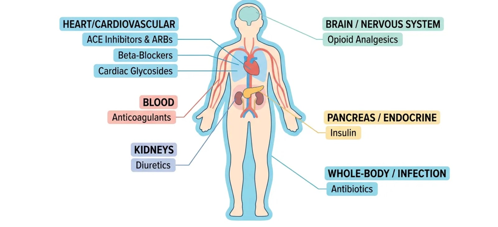 Body-system map of the eight high-yield NCLEX drug classes: cardiovascular (ACE inhibitors & ARBs, beta-blockers, cardiac glycosides), blood (anticoagulants), kidneys (diuretics), brain/nervous system (opioid analgesics), pancreas/endocrine (insulin), and whole-body/infection (antibiotics).